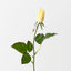 Everly Rosebud (Set of 24)