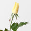 Everly Rosebud (Set of 24)