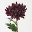Chrysanthemum (Set of 12 )