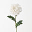 Chrysanthemum (Set of 12)