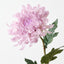 Chrysanthemum (Set of 12)