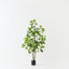 Umbrella Tree