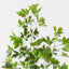 Umbrella Tree