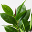 Rubber Leaf Spray (Set of 12 )
