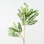 Cassia Leaf Spray (Set of 6 )