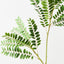 Cassia Leaf Spray (Set of 6 )