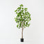 Umbrella Tree