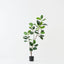 Rubber Tree