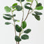 Rubber Tree