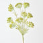 Queen Annes Lace Bundle (Set of 6)