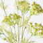 Queen Annes Lace Bundle (Set of 6)