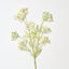 Queen Annes Lace Bundle (Set of 6)