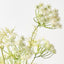 Queen Annes Lace Bundle (Set of 6)
