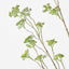 Sedum Spray (Set of 12)