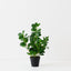 Peperomia Plant