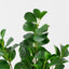 Peperomia Plant