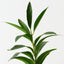 Lily Leaf Spray (Set of 12)