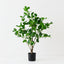 Peperomia Tree
