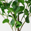 Peperomia Tree
