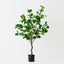 Peperomia Tree