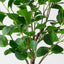 Peperomia Tree