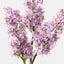 Lilac Spray (Set of 12)