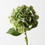 Hydrangea (Set of 12)