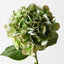 Hydrangea (Set of 12)