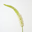 Foxtail Lily (Set of 12)