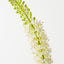 Foxtail Lily (Set of 12)