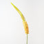 Foxtail Lily (Set of 12)
