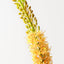 Foxtail Lily (Set of 12)