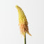 Red Hot Poker (Set of 12)