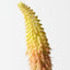 Red Hot Poker (Set of 12)