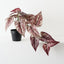 Caladium Plant (Set of 2)