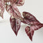 Caladium Plant (Set of 2)