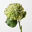 Hydrangea (Set of 12)