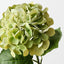 Hydrangea (Set of 12)