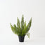 Foxtail Fern Plant (Set of 2 )