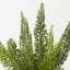 Foxtail Fern Plant (Set of 2 )