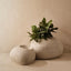 Foxtail Fern Plant