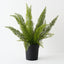 Foxtail Fern Plant