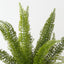 Foxtail Fern Plant