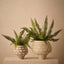 Foxtail Fern Plant