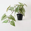 Caladium Plant (Set of 2)