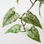 Caladium Plant (Set of 2)