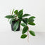 Hoya Carnosa Plant (Set of 6)