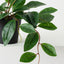 Hoya Carnosa Plant (Set of 6)