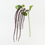 Amaranthus Spray (Set of 12)