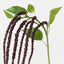 Amaranthus Spray (Set of 12)